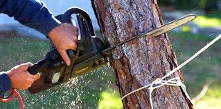 Reliable Navassa, NC  Tree Services Solutions